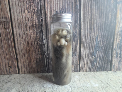 Grey Tabby Cat Paw Wet Specimen