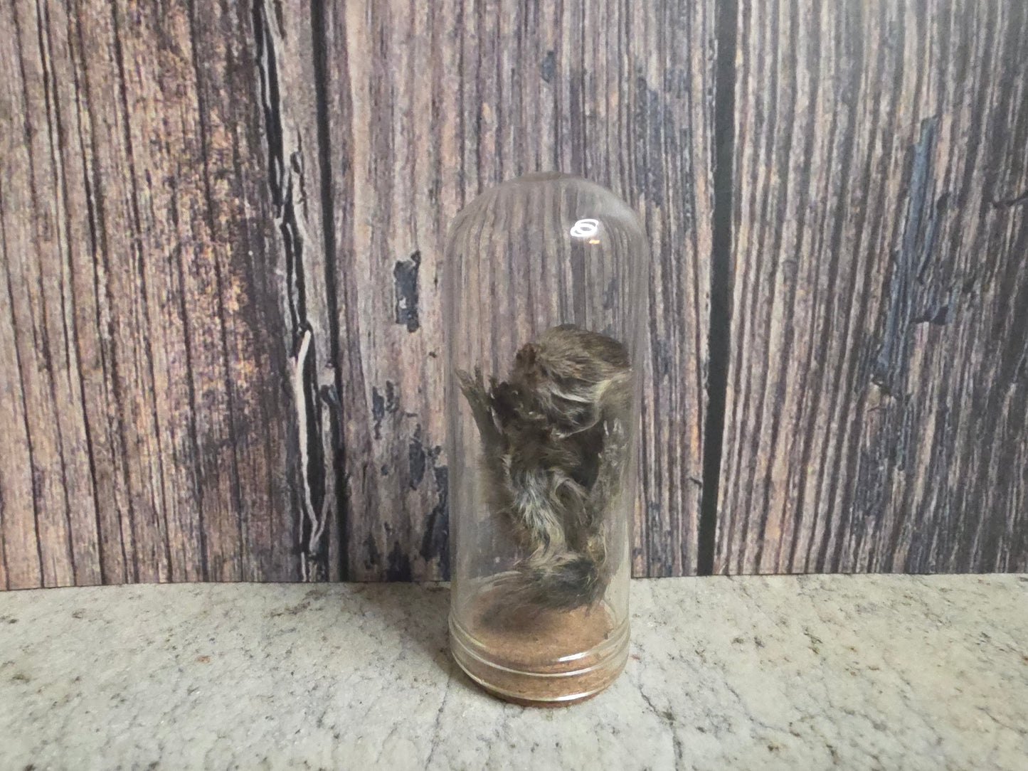 Dry Preserved Field Mouse Dome