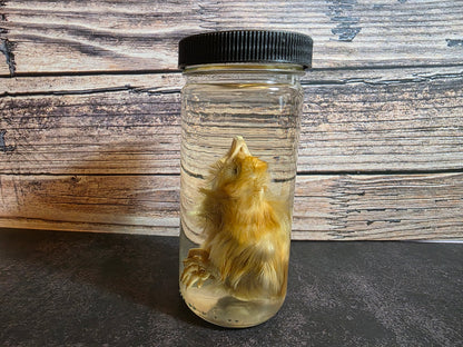 Domestic Chick Wet Specimen