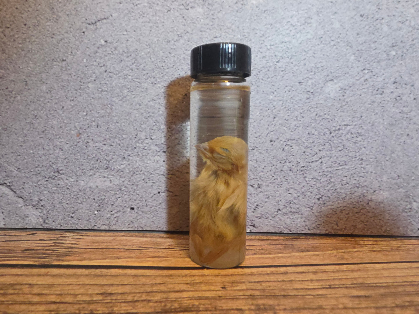 Blonde Quail Chick Wet Specimen Vial