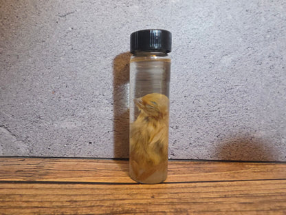 Blonde Quail Chick Wet Specimen Vial