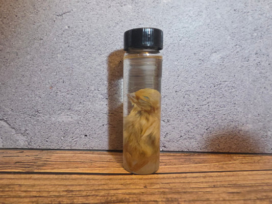 Blonde Quail Chick Wet Specimen Vial