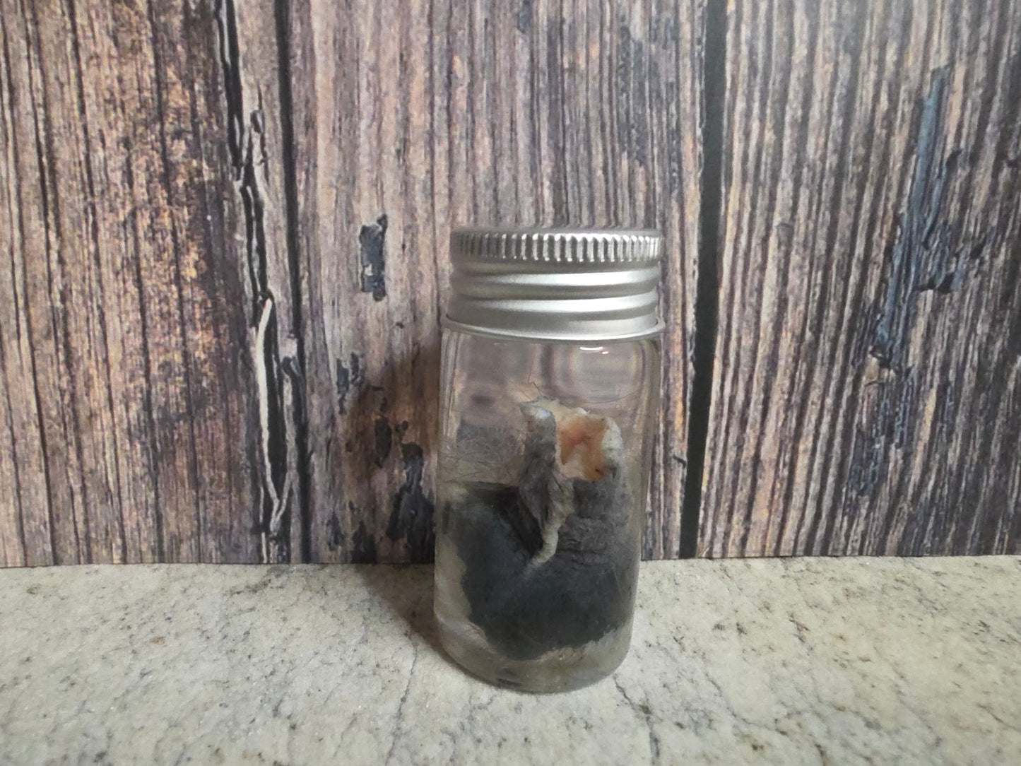 Virginia Opossum Testicles Wet Specimen (#3)