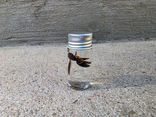 Bald Faced Hornet Wet Specimen Vial