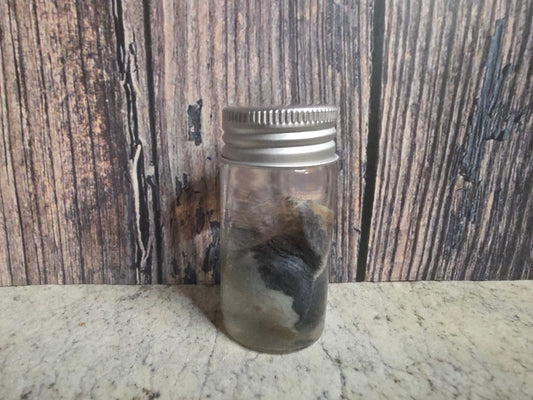 Virginia Opossum Testicles Wet Specimen (#3)