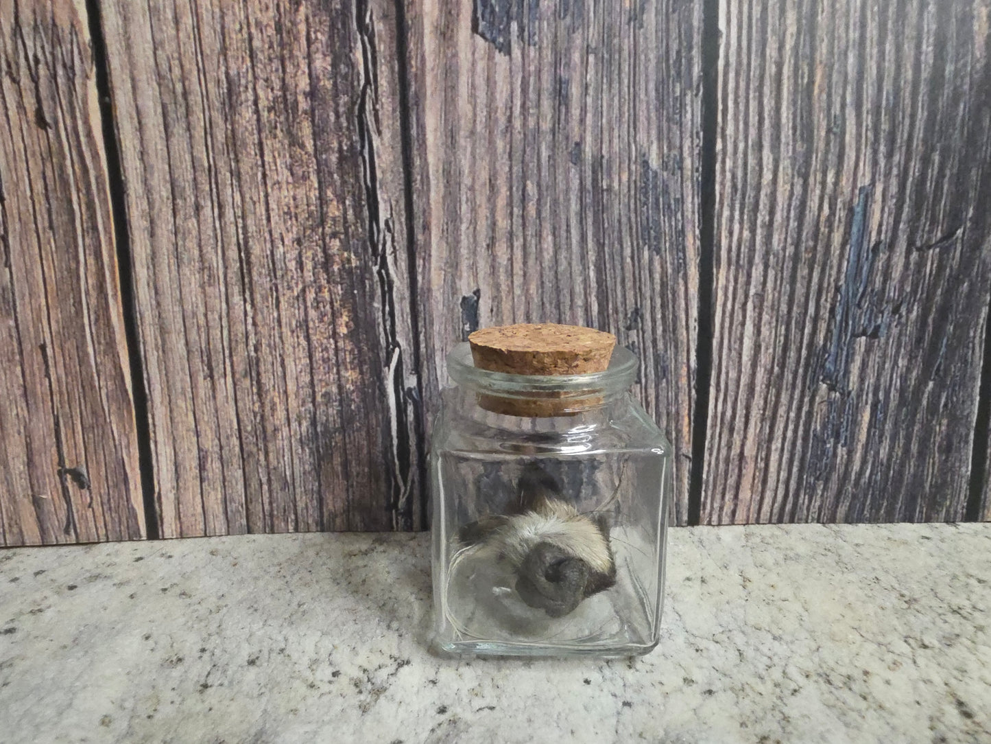 Dry Preserved Raccoon Nose Curio Vial (Cork Top)