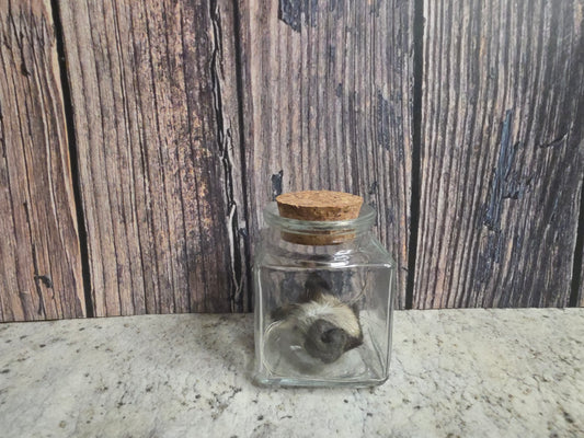 Dry Preserved Raccoon Nose Curio Vial (Cork Top)