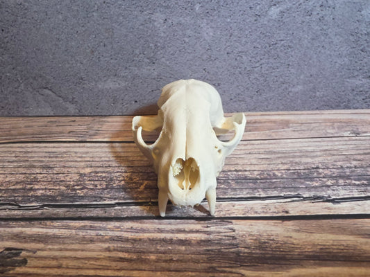 Craft Grade Raccoon Skull (Upper)