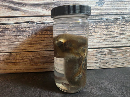 Hamster Wet Specimen (L)