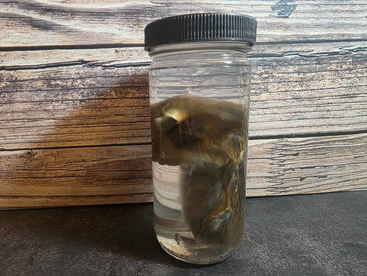 Hamster Wet Specimen (L)