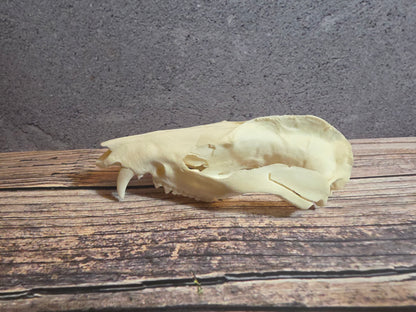 Imperfect Virgina Opossum Skull (LG Upper)