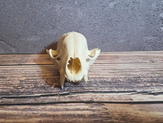 Craft Grade Raccoon Skull (Upper, Worn Canine)