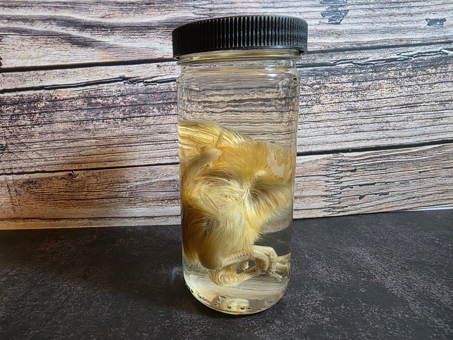 'Don't Lose Your Head' Domestic Headless Chick Wet Specimen