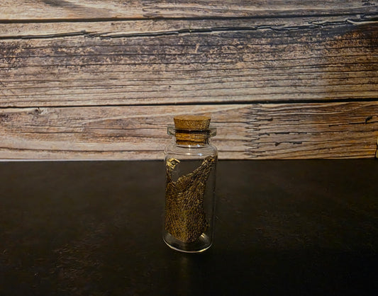 Prairie Rattlesnake Head Skin Curio Vial (Sm.)