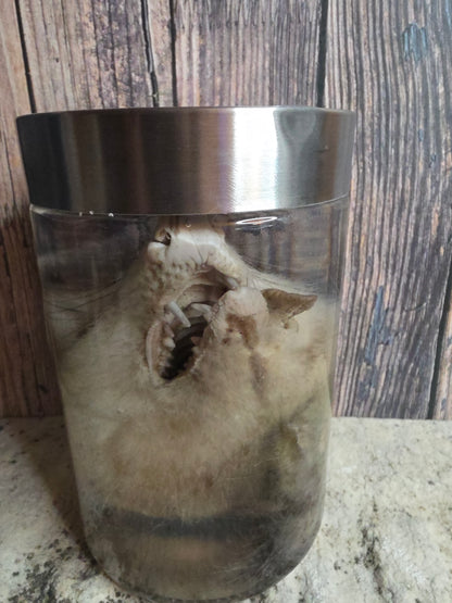 Virginia Opossum Head Wet Specimen (#4)