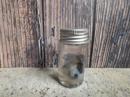 Pathological Virginia Opossum Testicles Wet Specimen (#1)