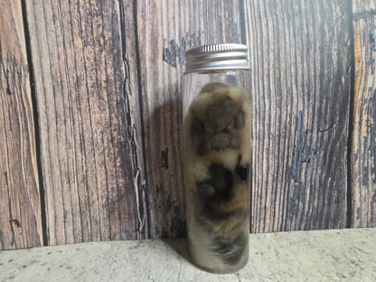 White Tabby Cat Paw Wet Specimen