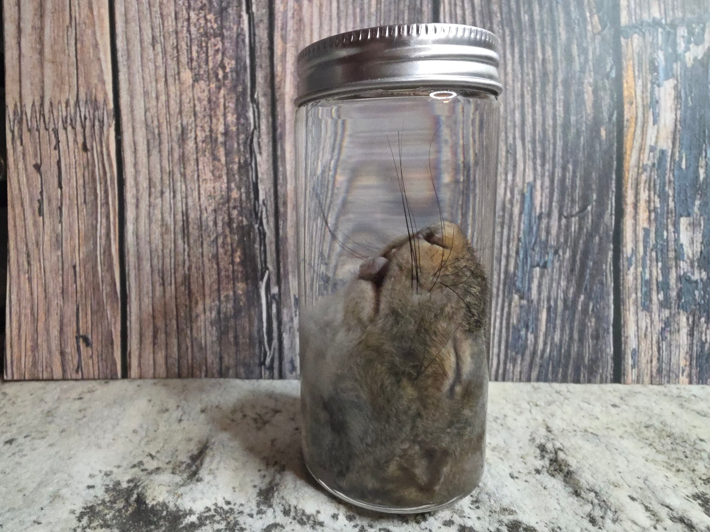 Squirrel Head Wet Specimen (#2)