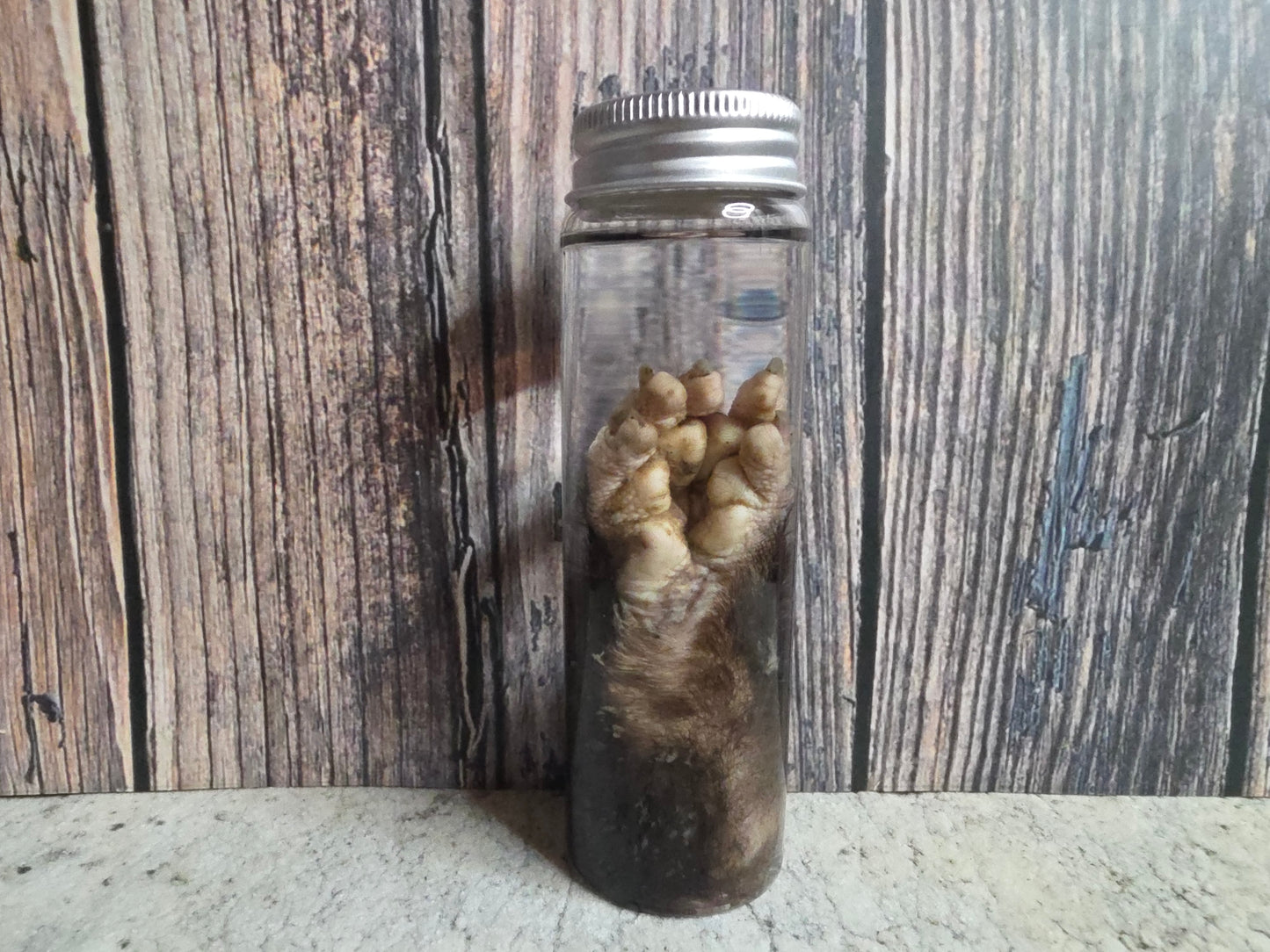 Virginia Opossum Front Paw Wet Specimen