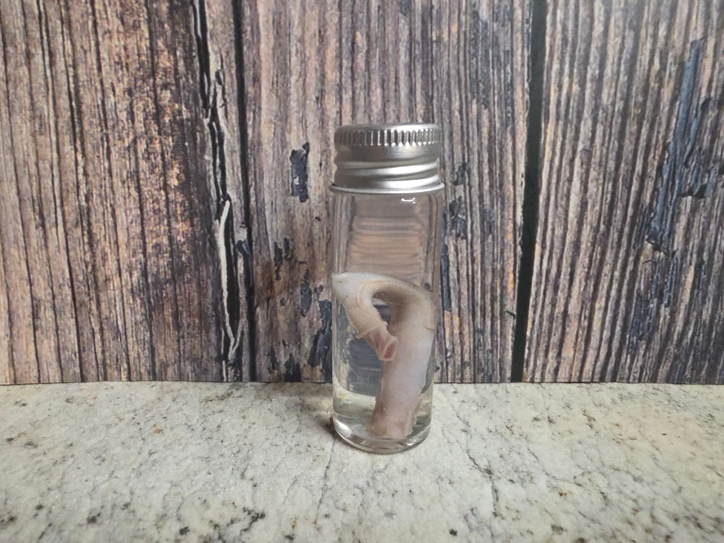 Squirrel Penis Wet Specimen (#1)