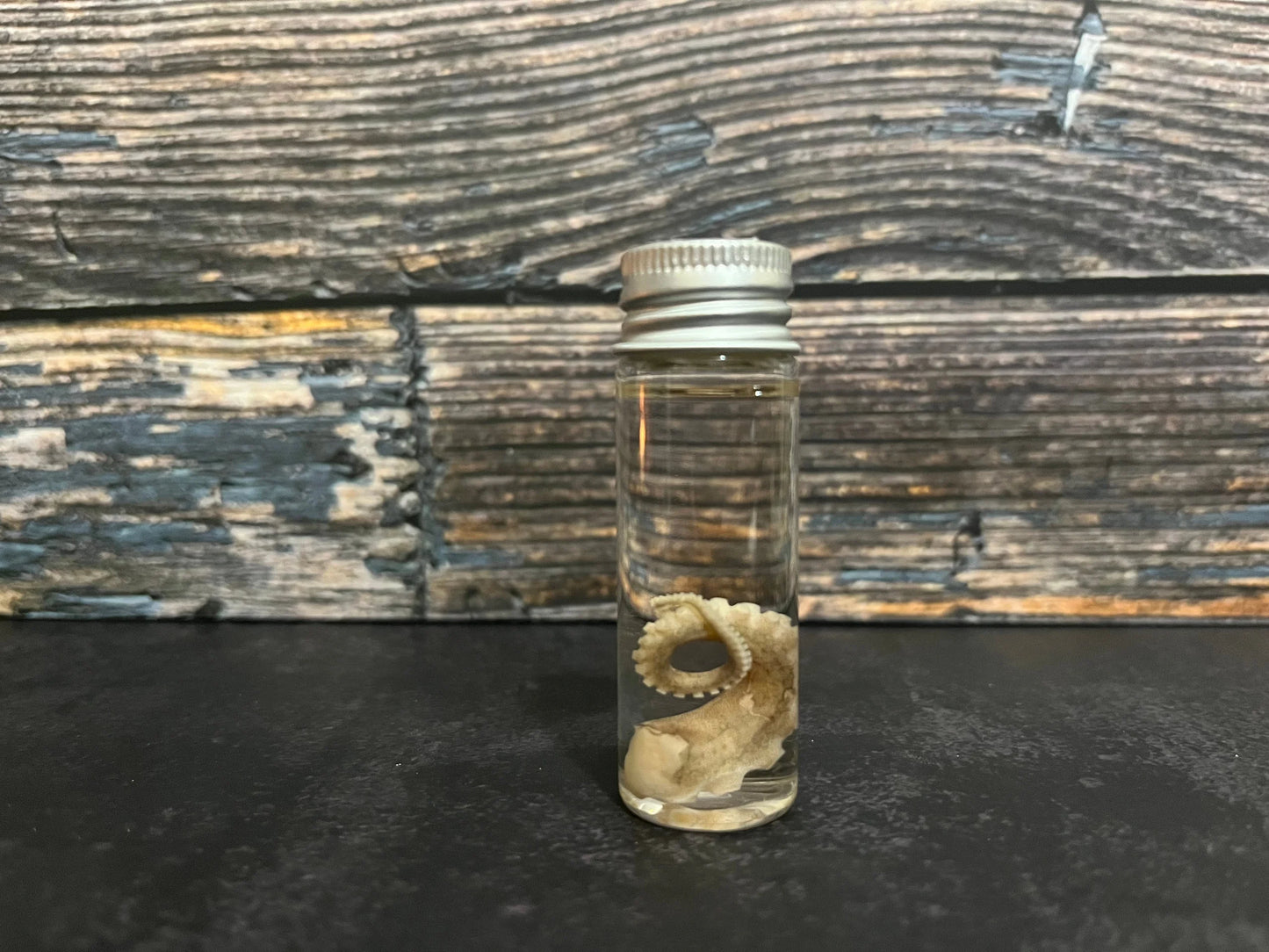 Octopus Tentacle Curio Vial