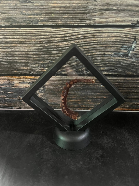 Dry Preserved Octopus Tentacle Floating Frame (Curl)