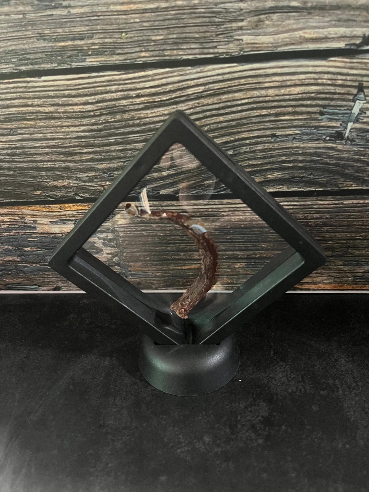 Dry Preserved Octopus Tentacle Floating Frame (Curl)