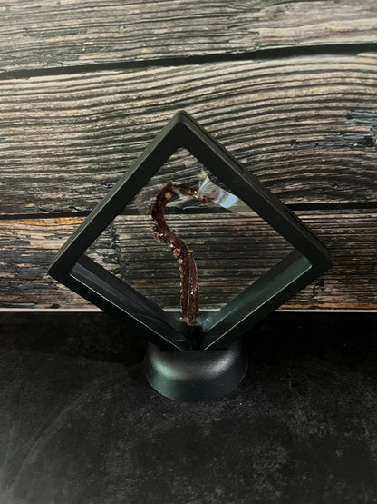 Dry Preserved Octopus Tentacle Floating Frame (Vertical)