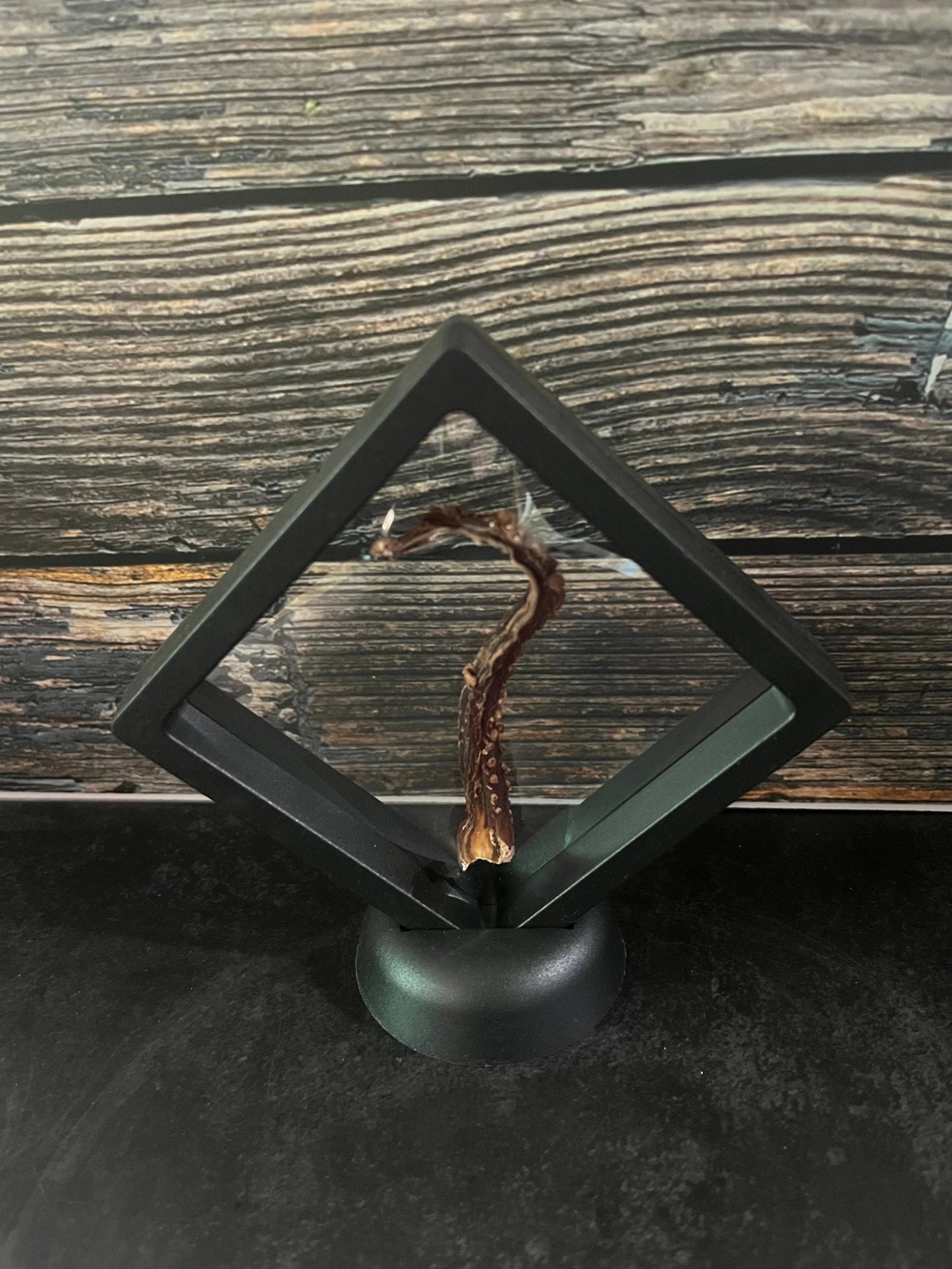 Dry Preserved Octopus Tentacle Floating Frame (Vertical)