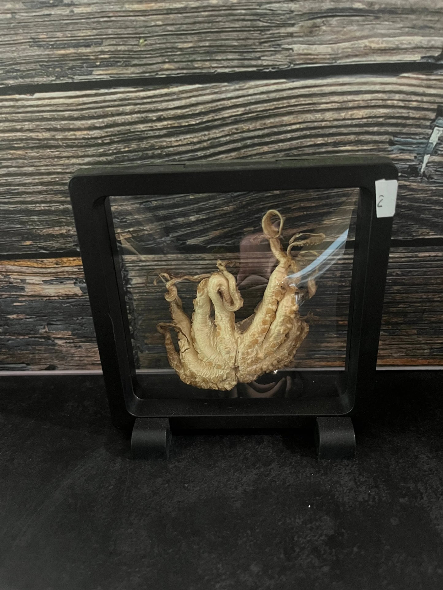 Dry Preserved Octopus Tentacles Floating Frame (#2)