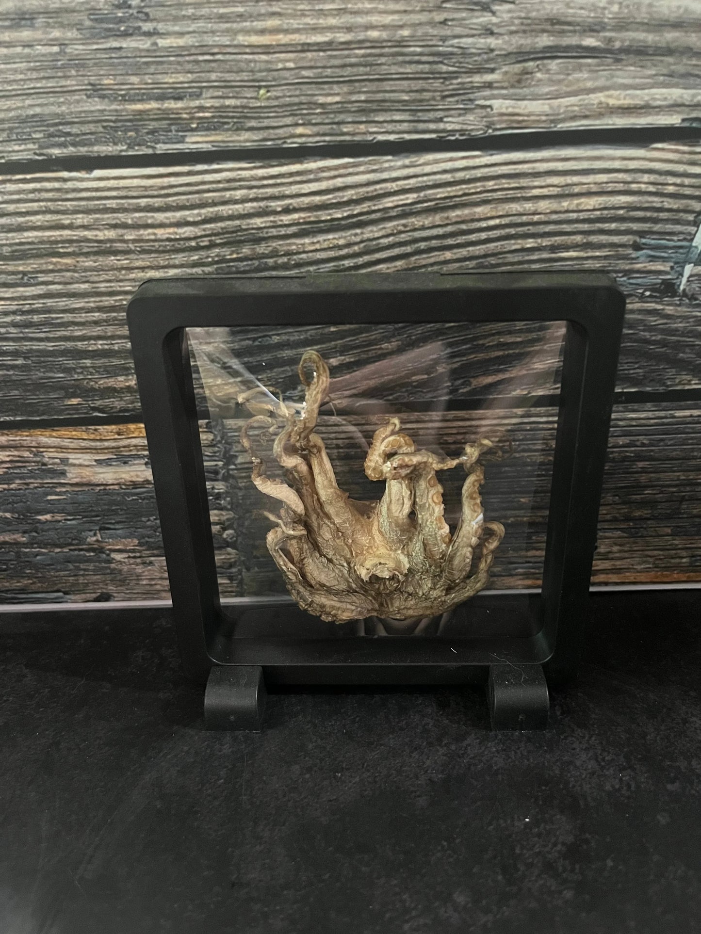 Dry Preserved Octopus Tentacles Floating Frame (#2)