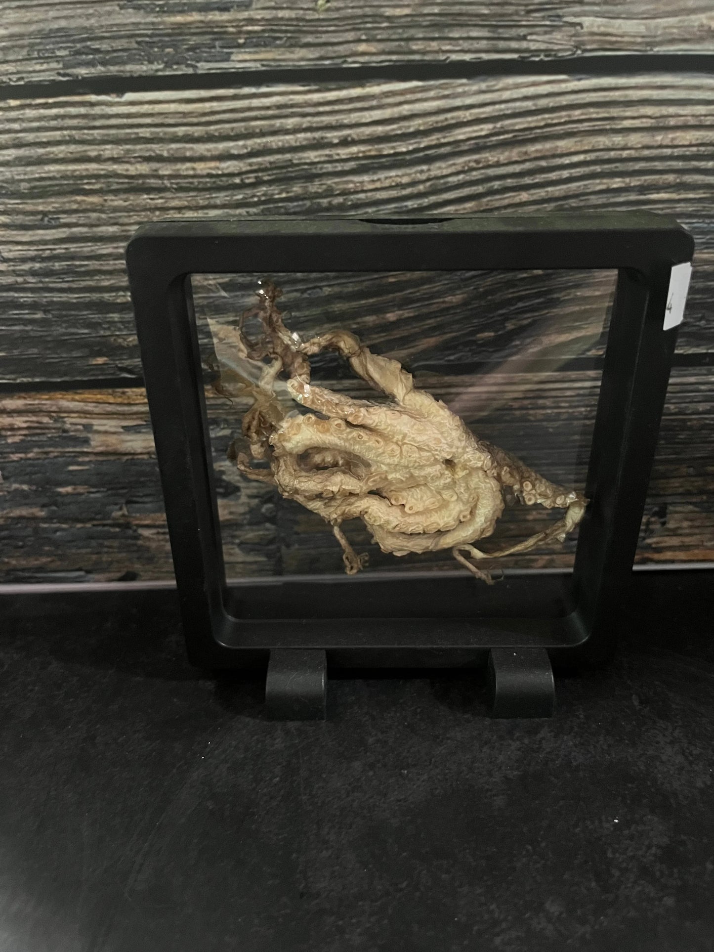 Dry Preserved Octopus Tentacles Floating Frame (#4)