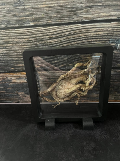 Dry Preserved Octopus Tentacles Floating Frame (#4)