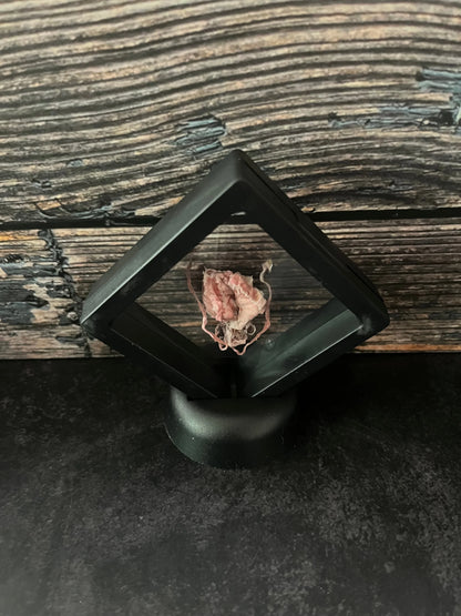 Dry Preserved ‘Devilfish’ Cuttlefish Floating Frame (Pink Fade)