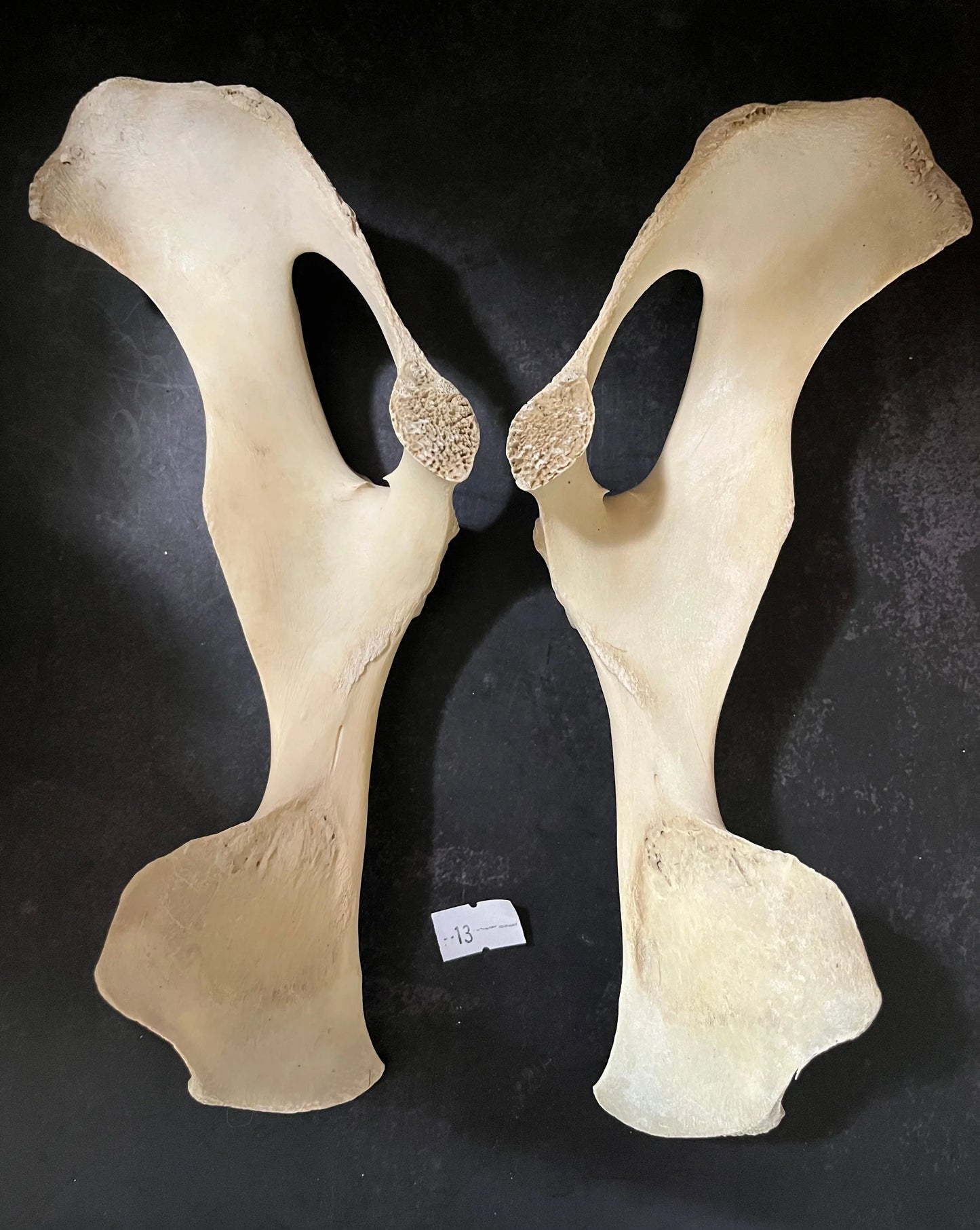 Unfinished Craft Grade Deer Pelvis Bone (#13)